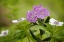 Picture of AK, GLACIER BAY NP BOG LAUREL AND BUNCHBERRY