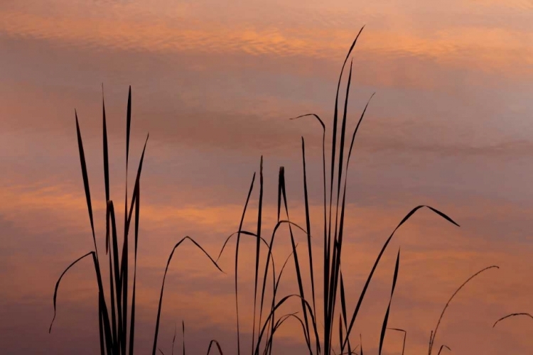 Picture of TN, FALLS CREEK FALLS SP SUNRISE ON CATTAILS