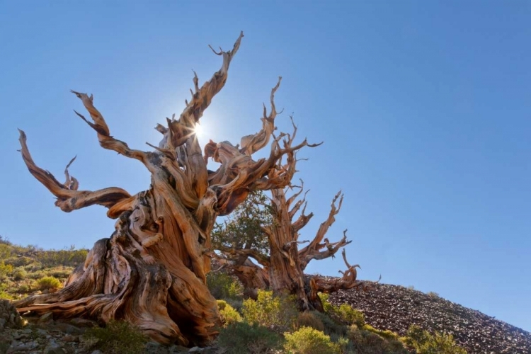 Picture of CA, INYO NF, BRISTLECONE FOREST THE SENTINEL