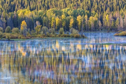Picture of WY, GRAND TETONS SWANS AND FOREST REFLECTION