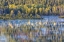 Picture of WY, GRAND TETONS SWANS AND FOREST REFLECTION