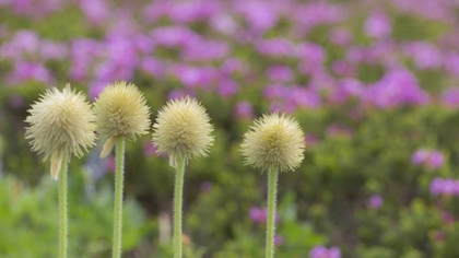 Picture of WA, MT RAINIER NP WESTERN PASQUE FLOWER SEED