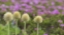 Picture of WA, MT RAINIER NP WESTERN PASQUE FLOWER SEED