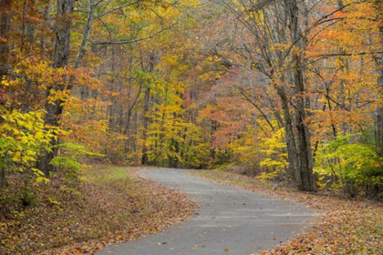 Picture of TN, FALLS CREEK FALLS SP ROAD THROUGH FOREST