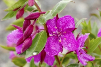 Picture of AK, ALSEK-TATSHENSHINI DWARF FIREWEED FLOWER