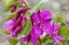Picture of AK, ALSEK-TATSHENSHINI DWARF FIREWEED FLOWER