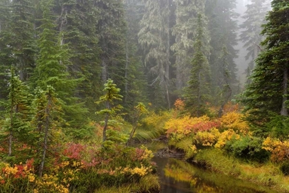 Picture of WA, MOUNT RAINIER NP VEGETATION OVER A BROOK