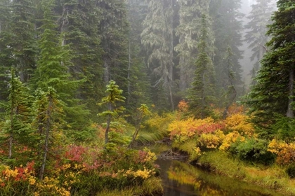 Picture of WA, MOUNT RAINIER NP VEGETATION OVER A BROOK