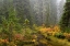Picture of WA, MOUNT RAINIER NP VEGETATION OVER A BROOK
