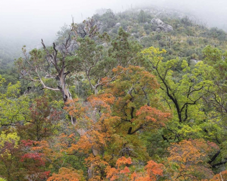 Picture of TX, GUADALUPE MOUNTAINS NP MCKITTRICK CANYON