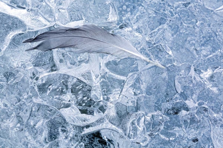 Picture of AK, GLACIER BAY NP GULL FEATHER ON A GLACIER