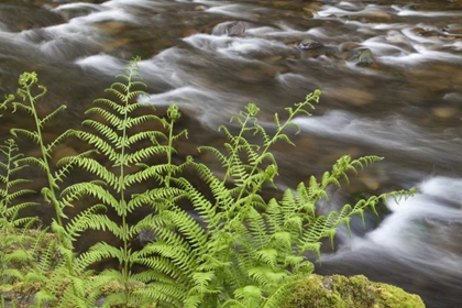 Picture of OR, COLUMBIA GORGE LADY FERN BY TANNER CREEK