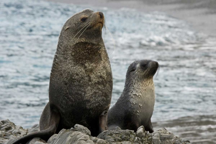 Picture of SOUTH GEORGIA ISLAND MOTHER FUR SEAL AND PUP