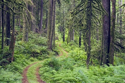 Picture of WA, ROCKPORT SP, ROCKPORT ROAD THROUGH TREES,