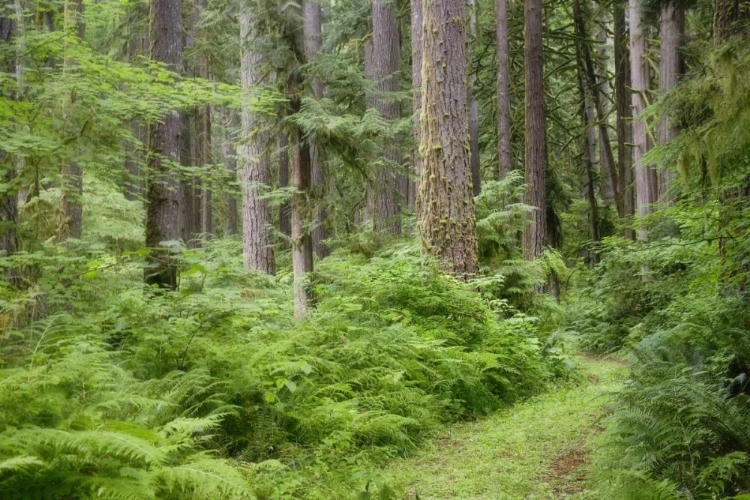 Picture of WA, ROCKPORT SP, ROCKPORT ROAD THROUGH TREES,