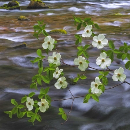 Picture of WA, GIFFORD PINCHOT NF PACIFIC DOGWOOD BRANH