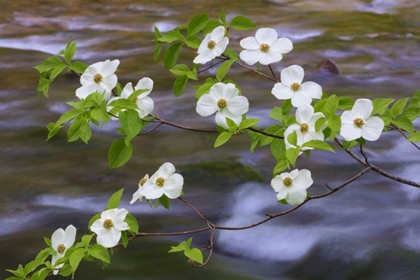 Picture of WA, GIFFORD PINCHOT NF PACIFIC DOGWOOD BRANH