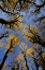 Picture of WA, OLYMPIC NP STAND OF BIG LEAF MAPLE TREES