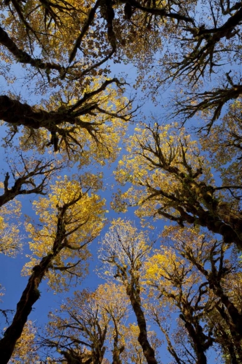 Picture of WA, OLYMPIC NP STAND OF BIG LEAF MAPLE TREES