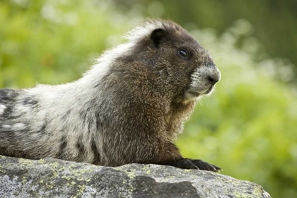 Picture of WA, NORTH CASCADES NP, MARMOT SITTING ON ROCK