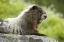 Picture of WA, NORTH CASCADES NP, MARMOT SITTING ON ROCK