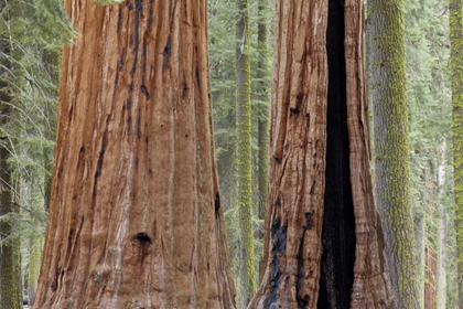 Picture of CA, SEQUOIA NP GIANT SEQUOIA TREES IN FOREST