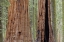 Picture of CA, SEQUOIA NP GIANT SEQUOIA TREES IN FOREST