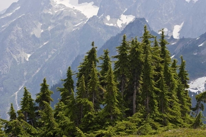 Picture of WA, NORTH CASCADES NP MOUNTAIN HEMLOCK TREES