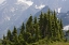 Picture of WA, NORTH CASCADES NP MOUNTAIN HEMLOCK TREES