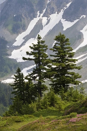 Picture of WA, NORTH CASCADES NP MOUNTAIN HEMLOCK TREES