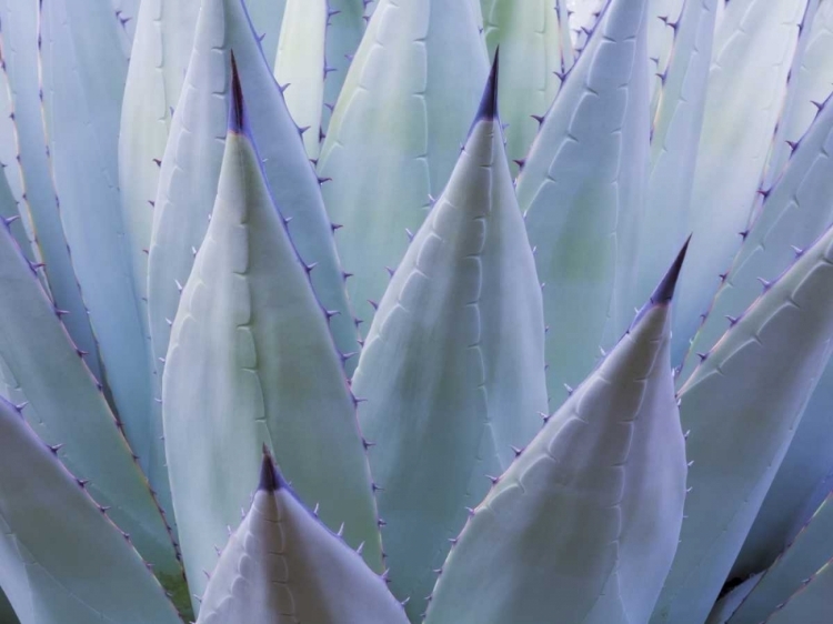 Picture of TX, GUADALUPE MTS NP NEW MEXICAN AGAVE PLANT