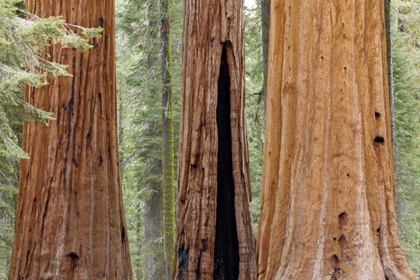 Picture of CA, SEQUOIA NP TRUNKS OF GIANT SEQUOIA TREES