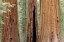 Picture of CA, SEQUOIA NP TRUNKS OF GIANT SEQUOIA TREES