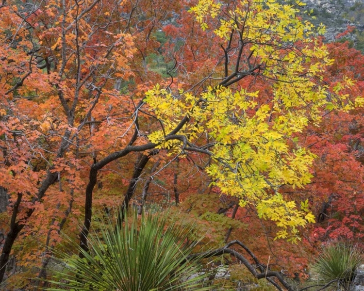 Picture of TX, GUADALUPE MTS NP BIGTOOTH MAPLES IN FALL