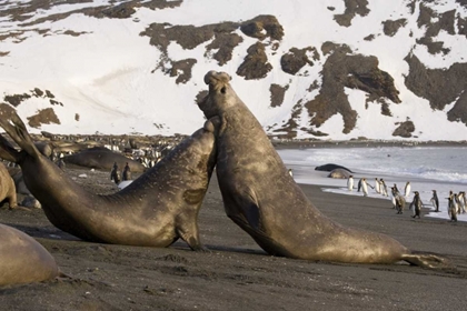 Picture of SOUTH GEORGIA ISLAND ELEPHANT SEALS FIGHTING