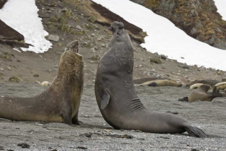 Picture of SOUTH GEORGIA ISLAND ELEPHANT SEALS FIGHTING