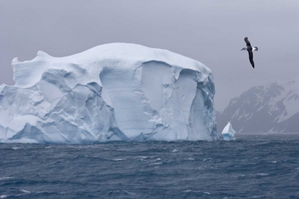 Picture of SOUTH GEORGIA ISLAND ALBATROSS BY AN ICEBERG