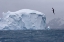 Picture of SOUTH GEORGIA ISLAND ALBATROSS BY AN ICEBERG