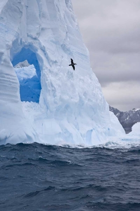 Picture of SOUTH GEORGIA ISLAND ALBATROSS BY AN ICEBERG
