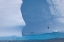 Picture of SOUTH GEORGIA ISLAND ALBATROSS BY AN ICEBERG