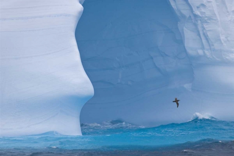 Picture of SOUTH GEORGIA ISLAND ALBATROSS BY AN ICEBERG