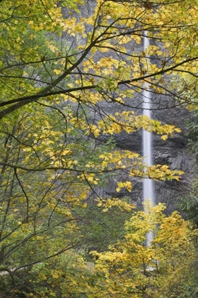 Picture of OR, COLUMBIA GORGE LATOURELL FALLS IN AUTUMN