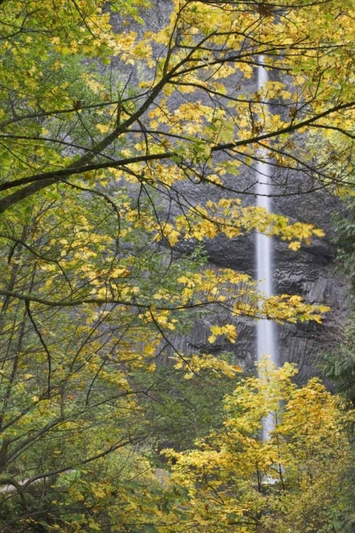 Picture of OR, COLUMBIA GORGE LATOURELL FALLS IN AUTUMN