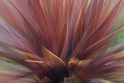 Picture of USA, OREGON, PORTLAND ABSTRACT OF RED FLAX PLANT