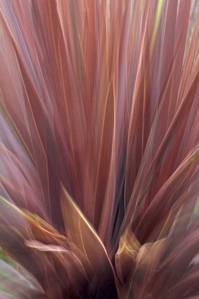 Picture of USA, OREGON, PORTLAND ABSTRACT OF RED FLAX PLANT