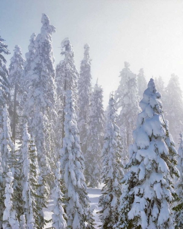 Picture of USA, OREGON, MT ASHLAND FRESH SNOW ON EVERGREENS