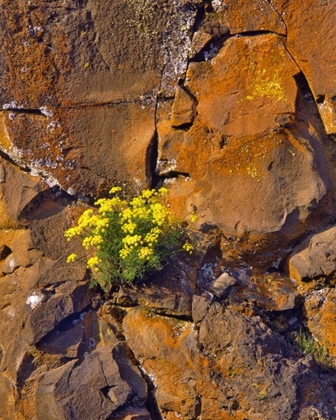 Picture of USA, WASHINGTON LOMATIUM FLOWERS ON BASALT ROCKS
