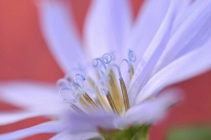Picture of OREGON, PORTLAND CLOSE-UP OF WILD CHICORY FLOWER