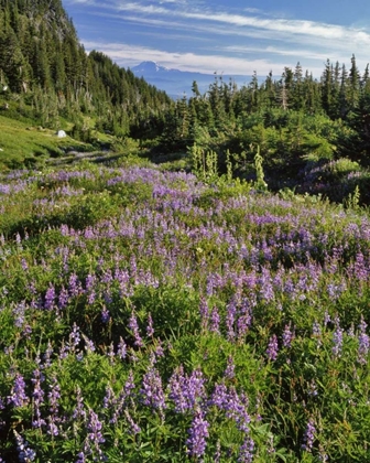 Picture of OREGON, MOUNT HOOD WILDERNESS LUPINE IN ELK COVE