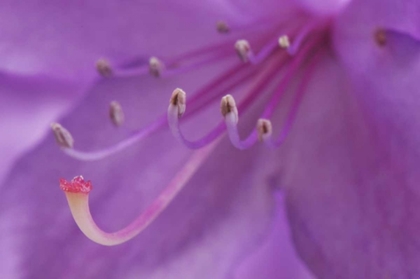 Picture of OREGON, PORTLAND A RHODODENDRON FLOWER IN GARDEN